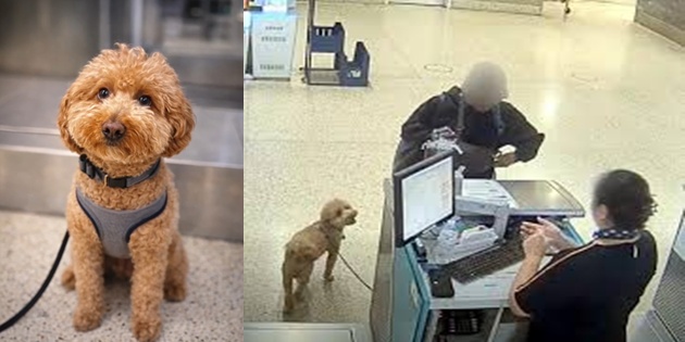 Evrakları Eksik Olan Köpeğini Havalimanında Bırakıp Kaçmaya Çalıştı